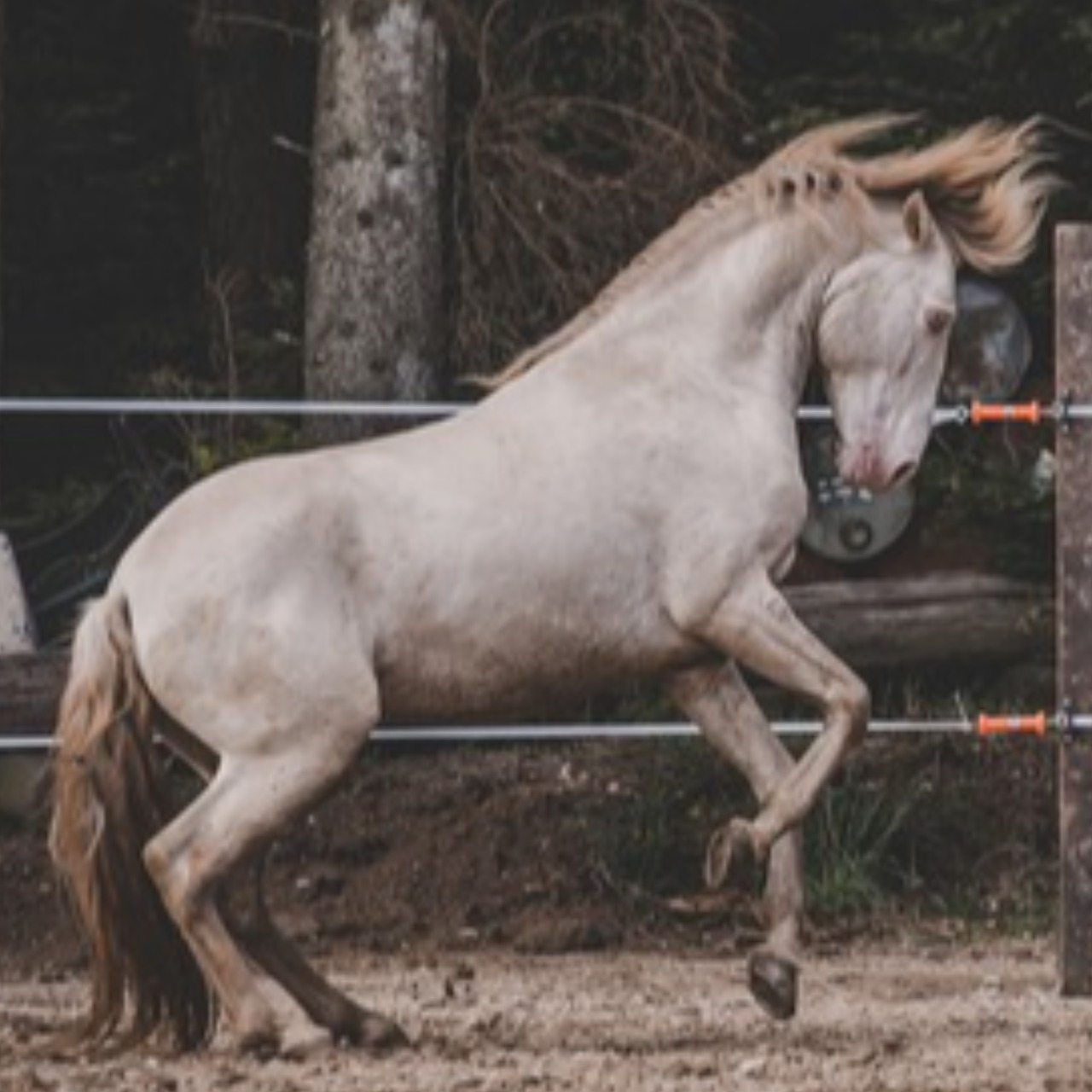 Image de l'annonce Lusitanien Isabel pearl 