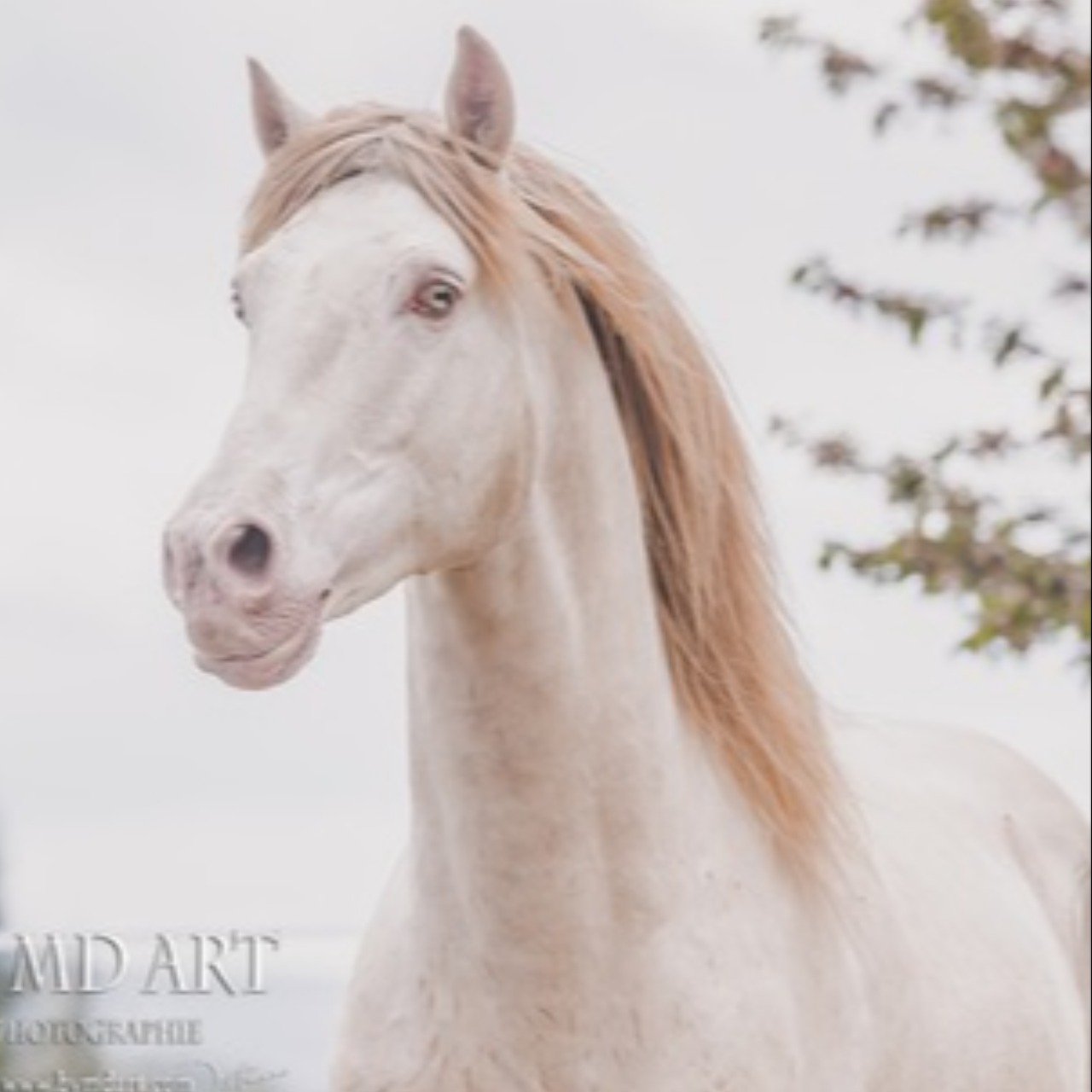 Image de l'annonce Lusitanien Isabel pearl 