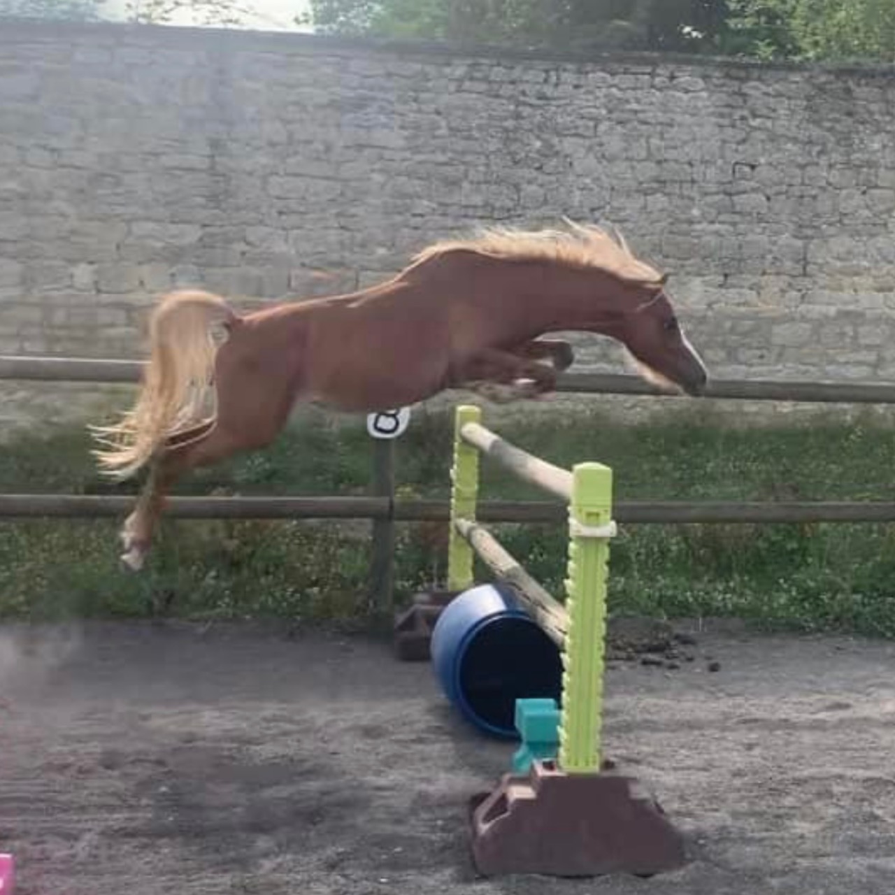 Image de l'annonce Welsh pony