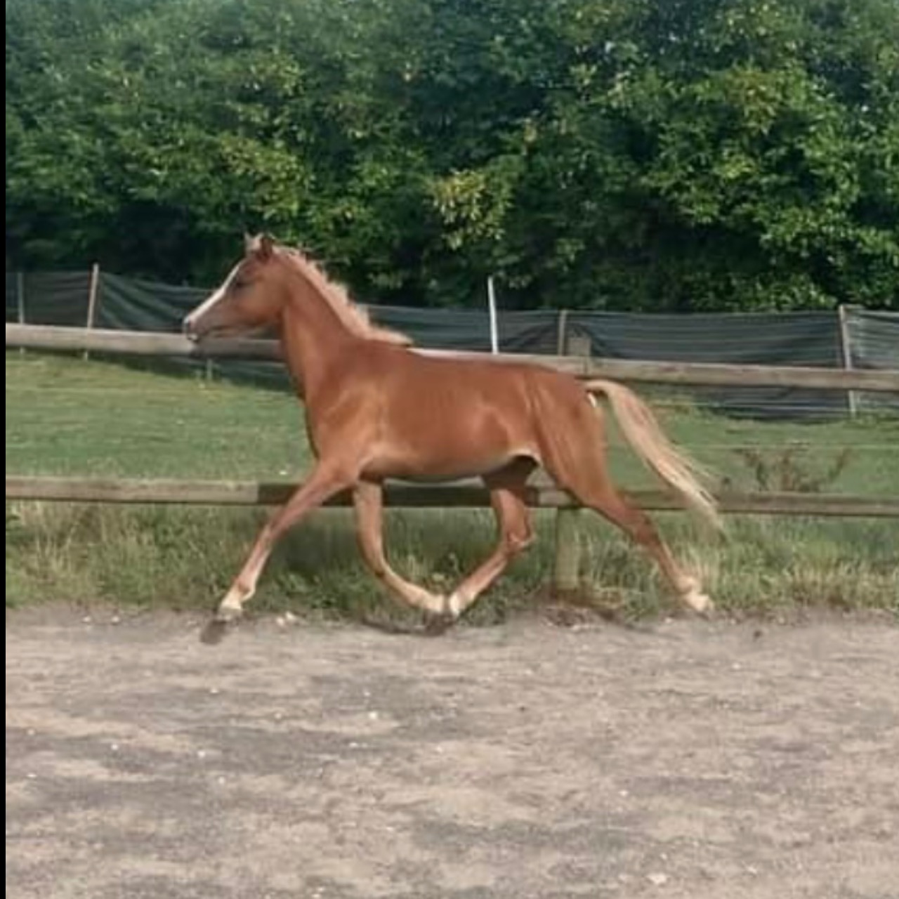 Image de l'annonce Welsh pony