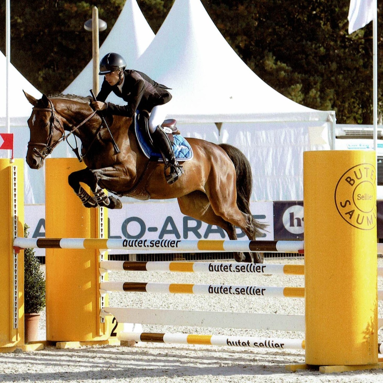 Image de l'annonce Jument de 5ans prête pour amateur, potentiel AM élite, ayant fait les cycles classiques à 4 et 5 ans avec nombreux sans faute