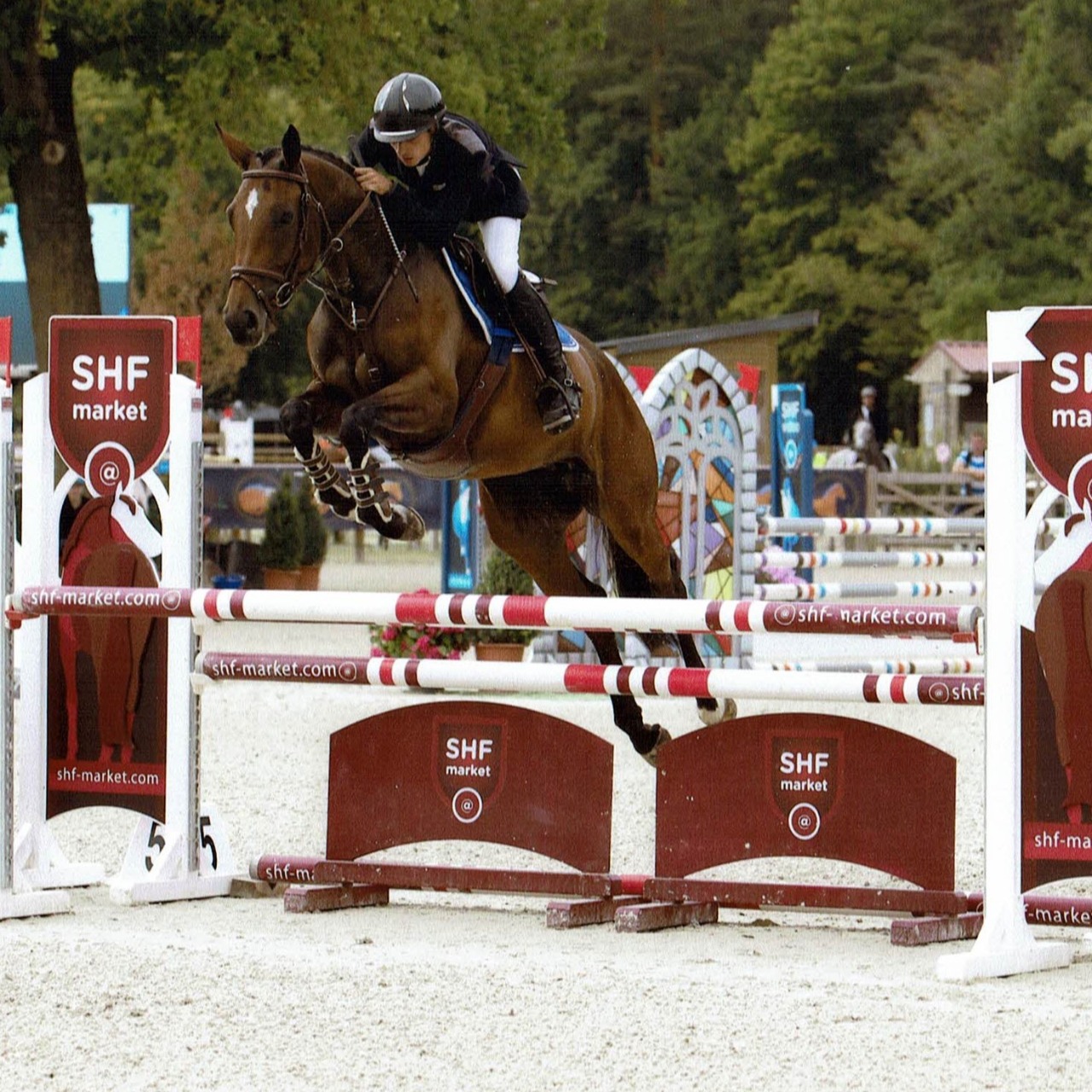 Image de l'annonce Jument de 5ans prête pour amateur, potentiel AM élite, ayant fait les cycles classiques à 4 et 5 ans avec nombreux sans faute
