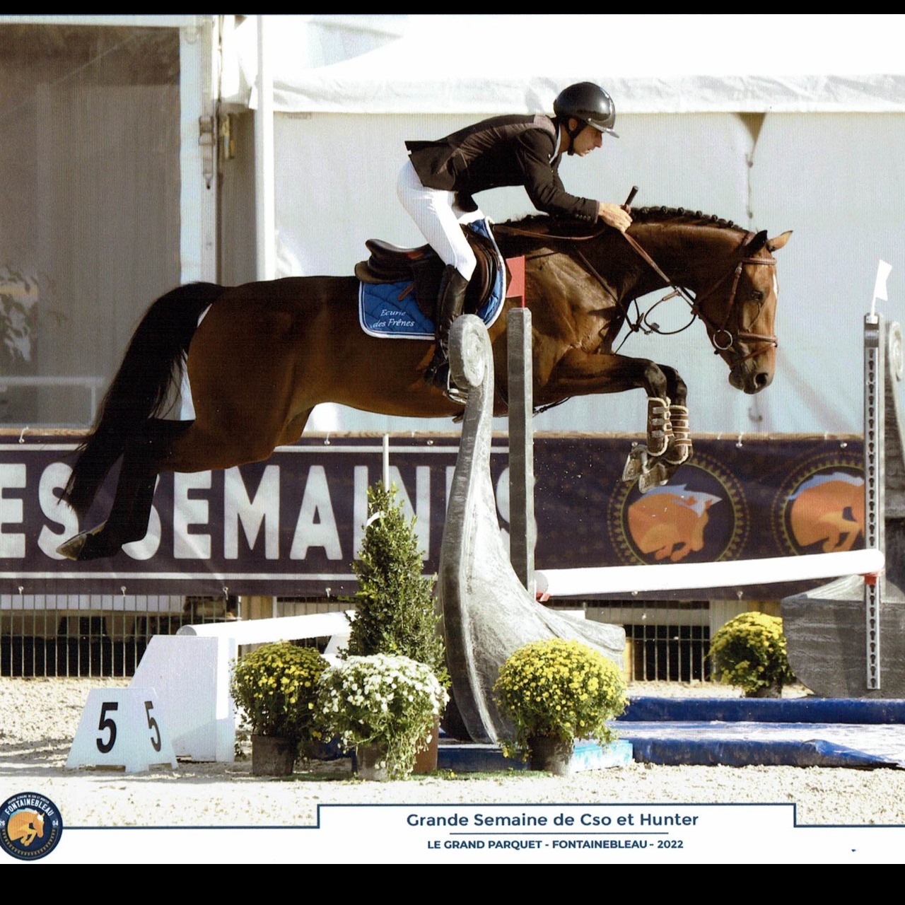 Image de l'annonce Jument de 5ans prête pour amateur, potentiel AM élite, ayant fait les cycles classiques à 4 et 5 ans avec nombreux sans faute