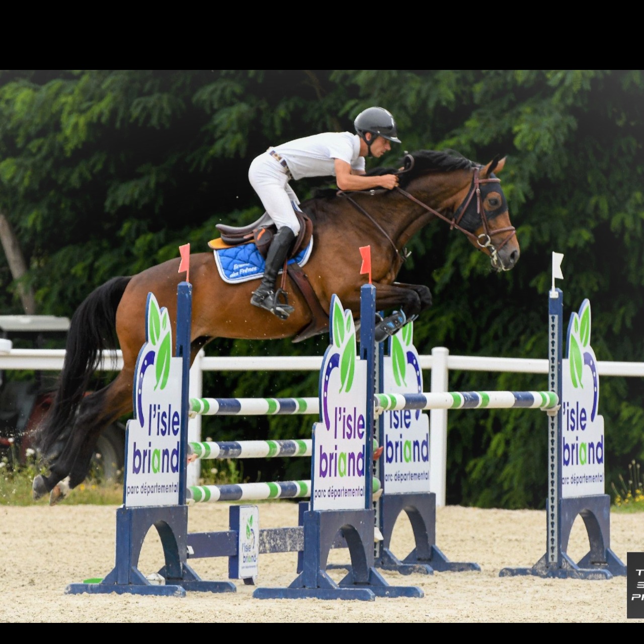 Image de l'annonce Jument de 5ans prête pour amateur, potentiel AM élite, ayant fait les cycles classiques à 4 et 5 ans avec nombreux sans faute