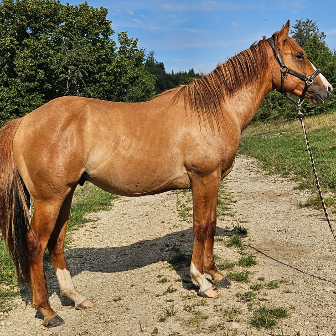 Image de l'annonce Quarter horse entier