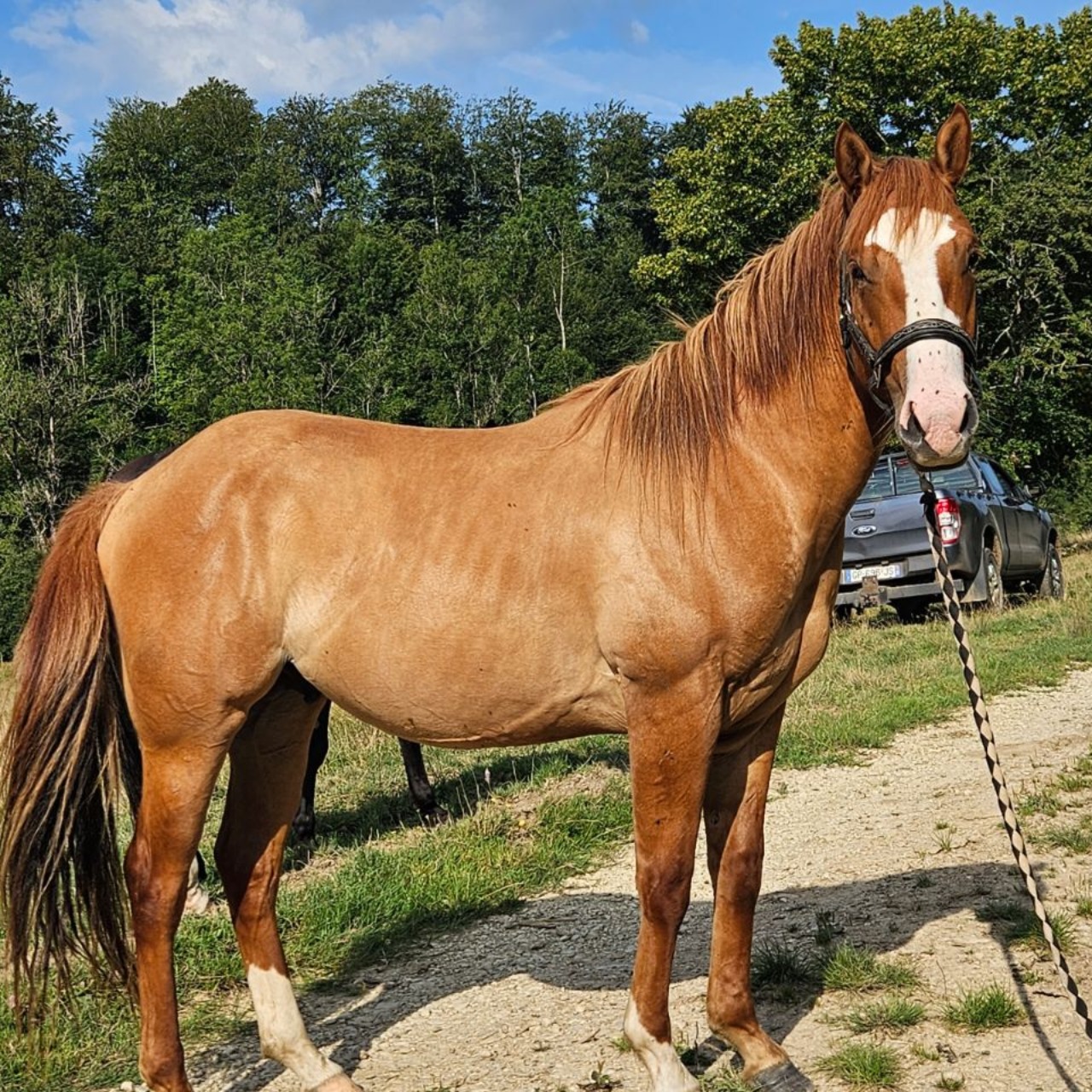 Image de l'annonce Quarter horse entier