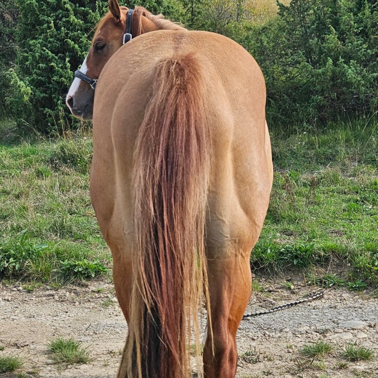 Image de l'annonce Quarter horse entier
