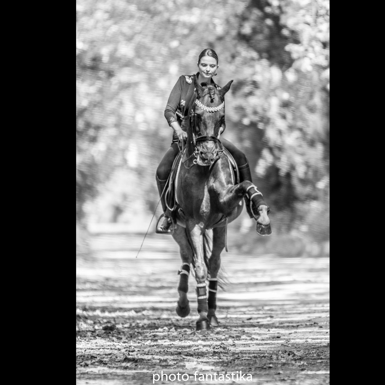 Image de l'annonce Cheval de spectacle et dressage
