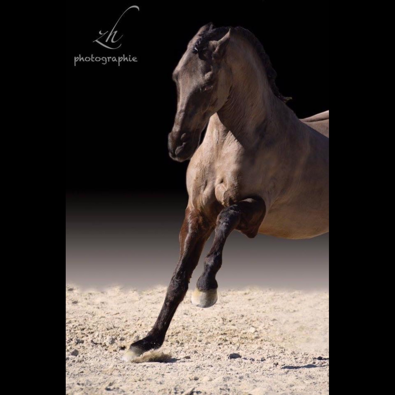 Image de l'annonce Cheval de spectacle et dressage