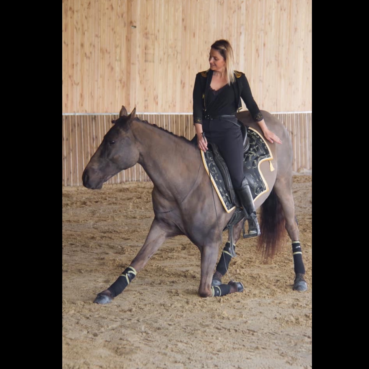 Image de l'annonce Cheval de spectacle et dressage