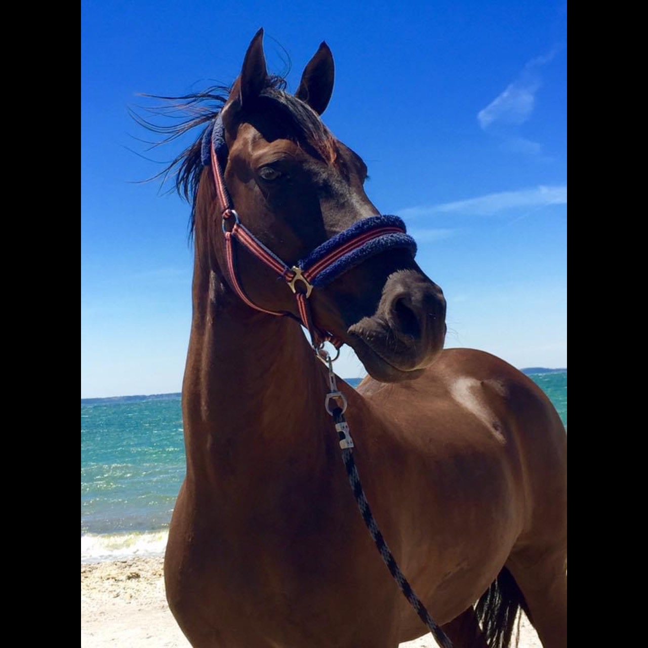 Image de l'annonce Cheval de spectacle et dressage