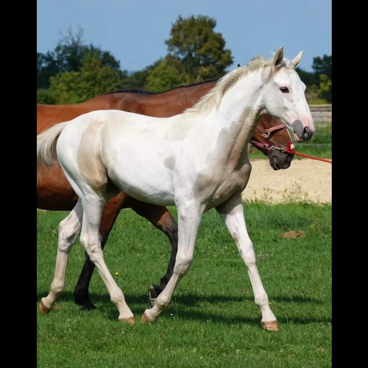 Cheval pie palomino best sale