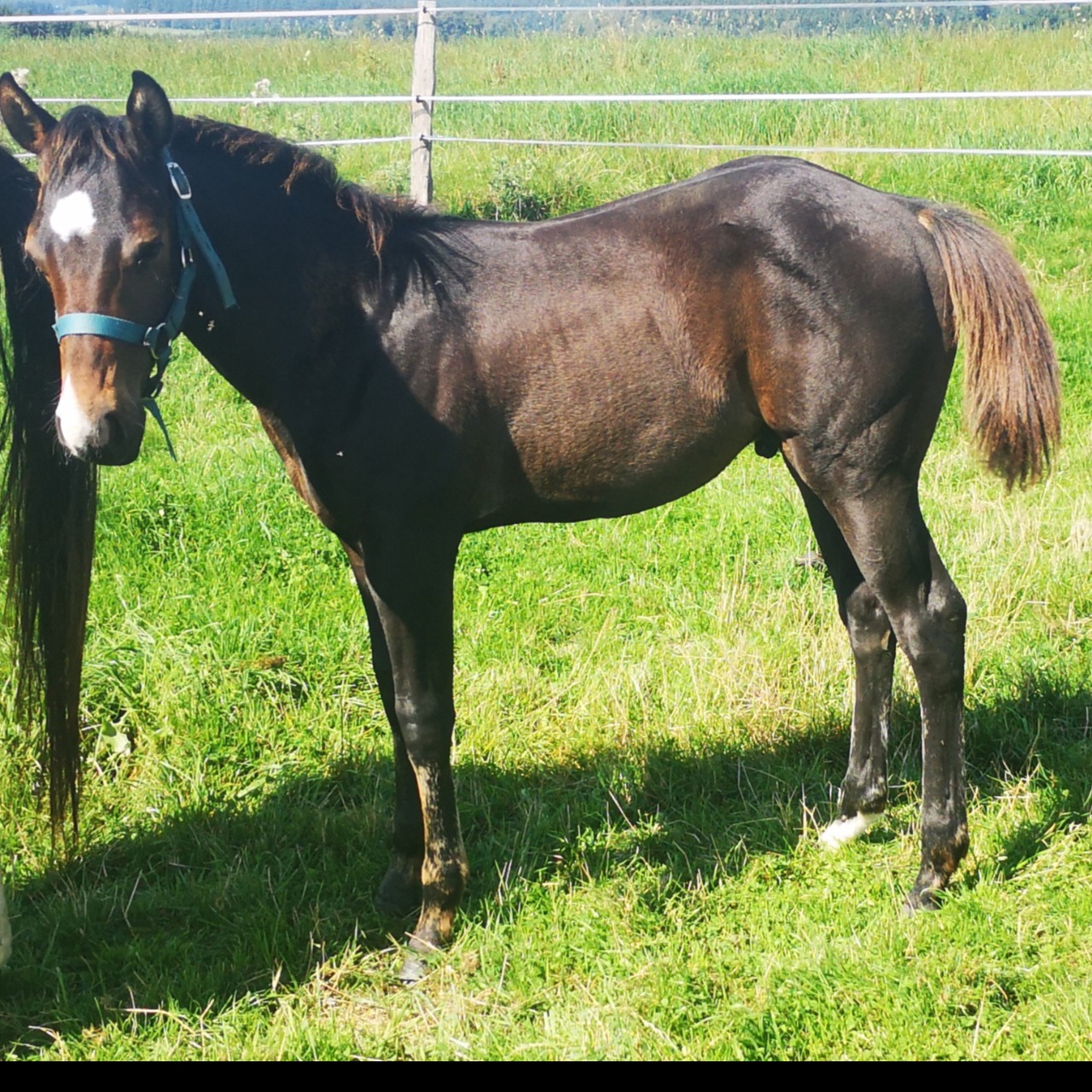 Image de l'annonce Poulain Paint Horse pp lignée performances 
