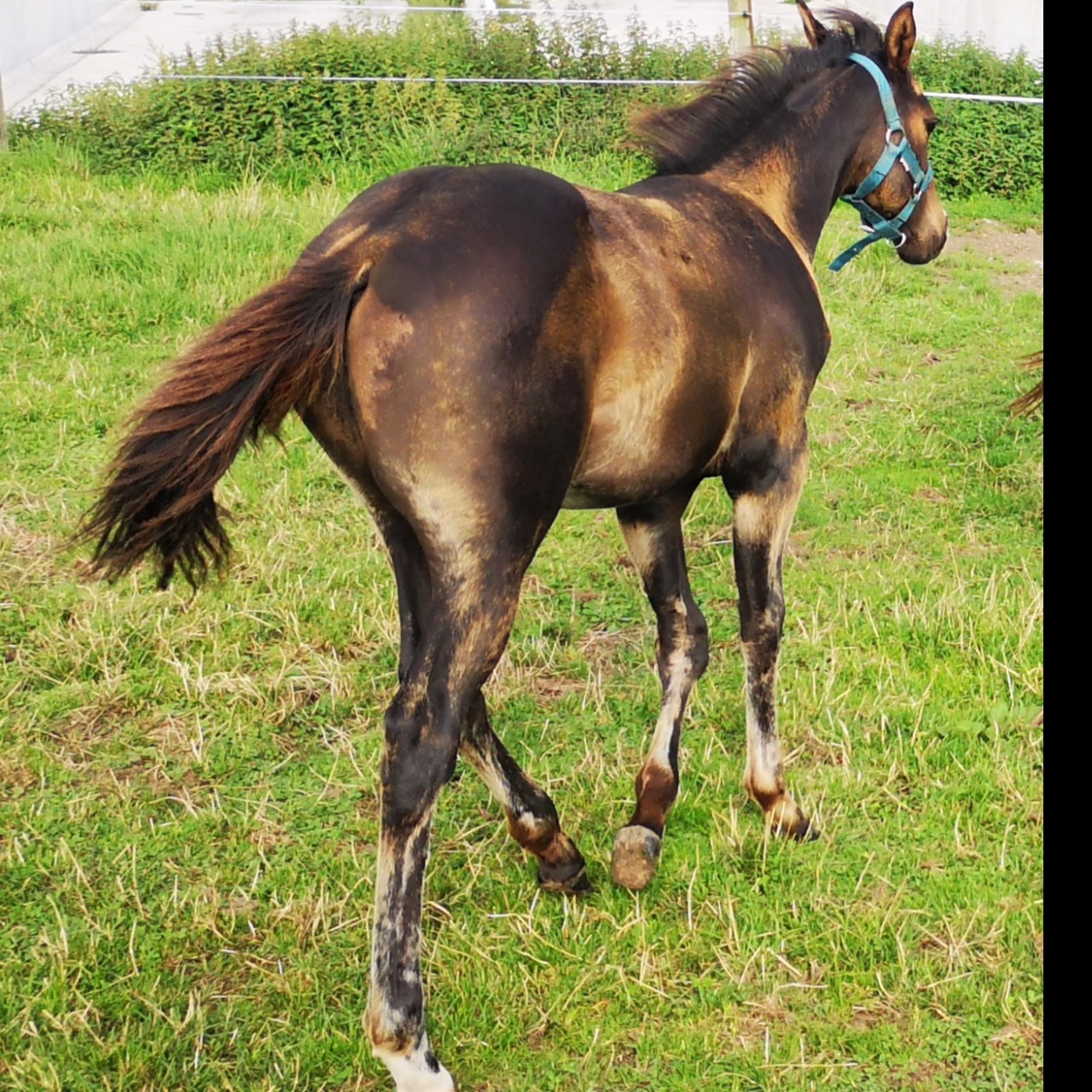 Image de l'annonce Poulain Paint Horse pp lignée performances 