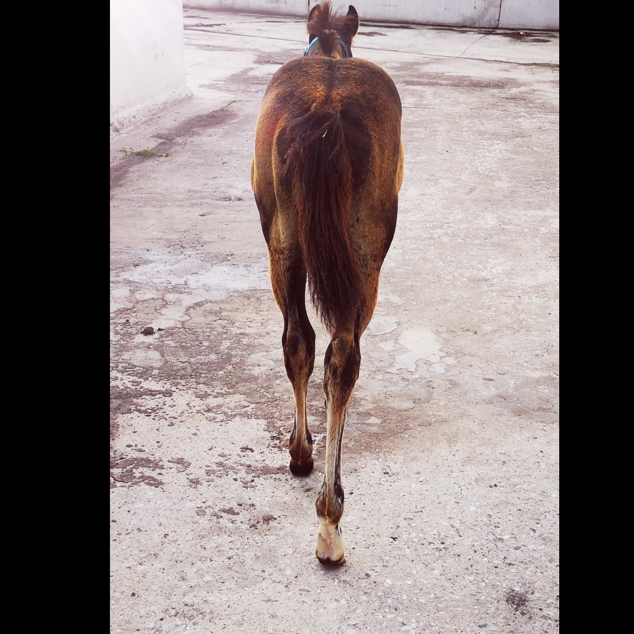 Image de l'annonce Poulain Paint Horse pp lignée performances 