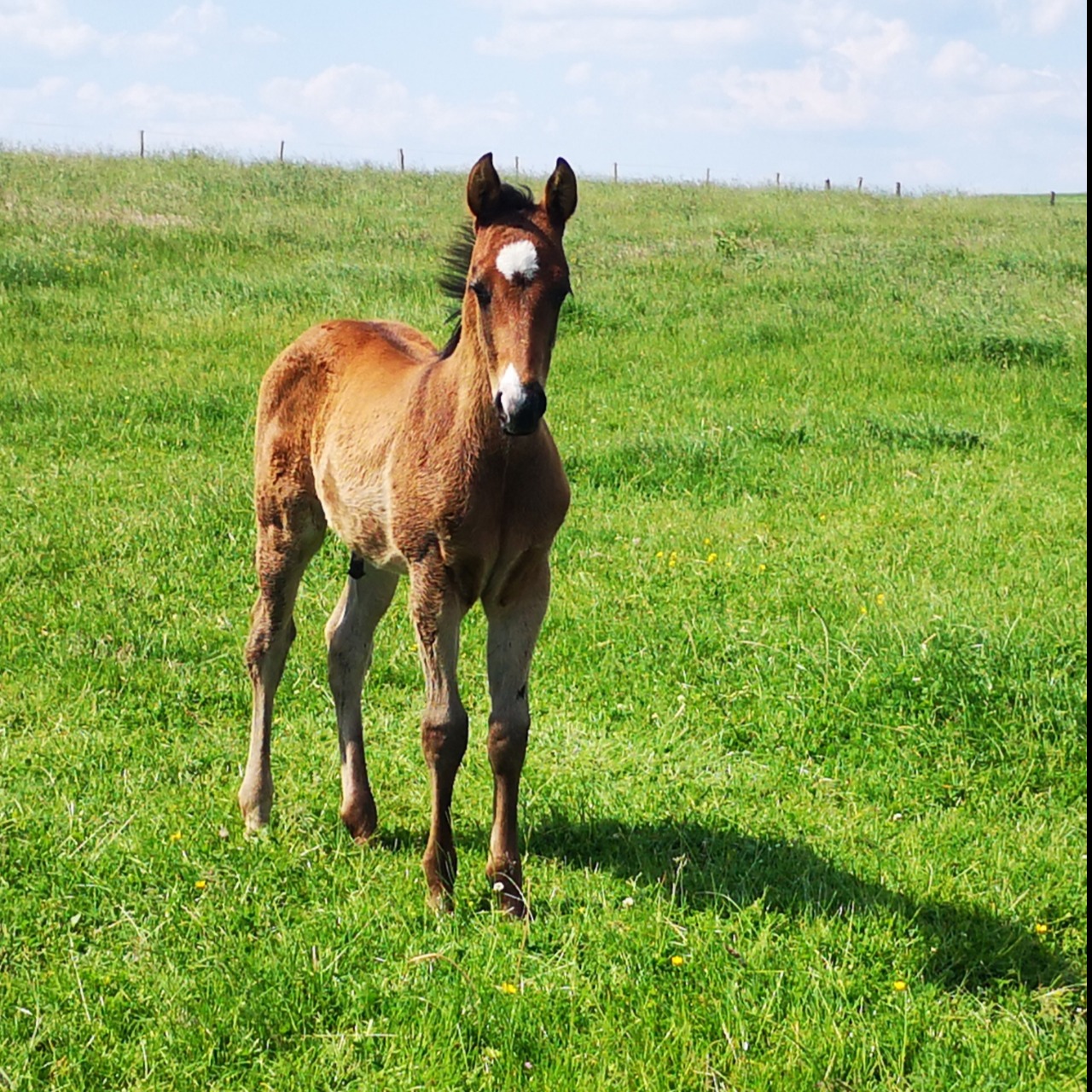 Image de l'annonce Poulain Paint Horse pp lignée performances 