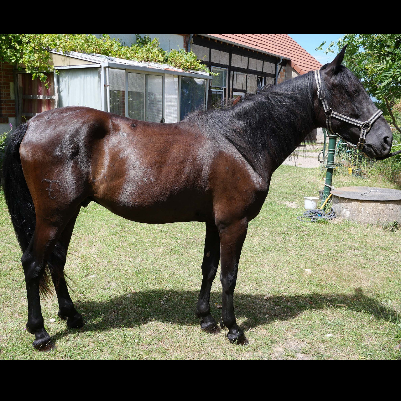 Image de l'annonce Cheval espagnol 4 ans