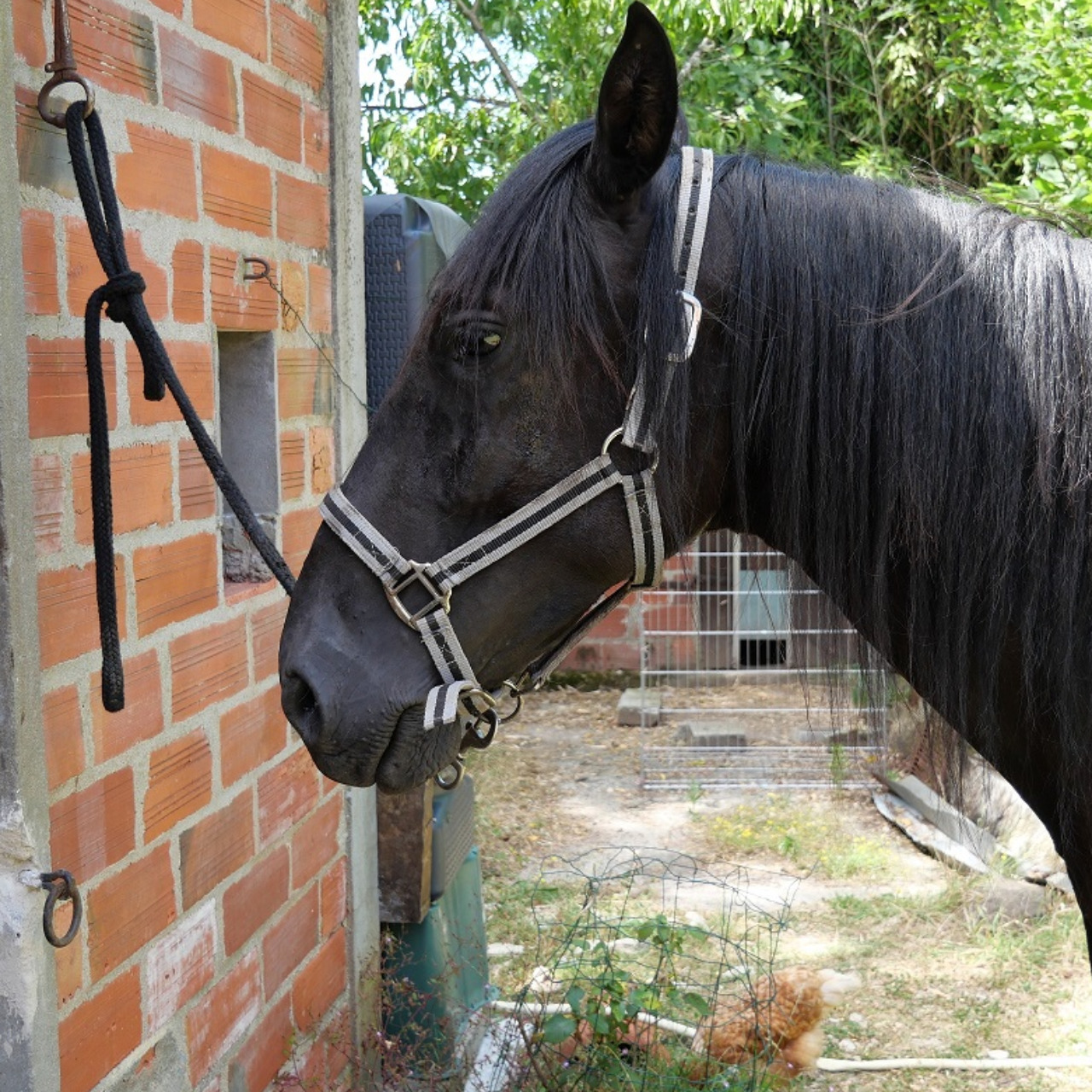 Image de l'annonce Cheval espagnol 4 ans