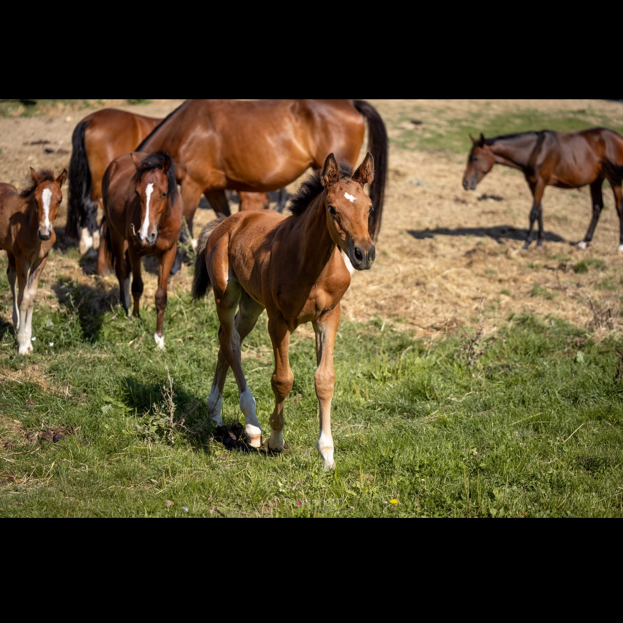 Image de l'annonce Foal Male Eldorado Van de Zeshoek x Nabab de Reve x Carthago
