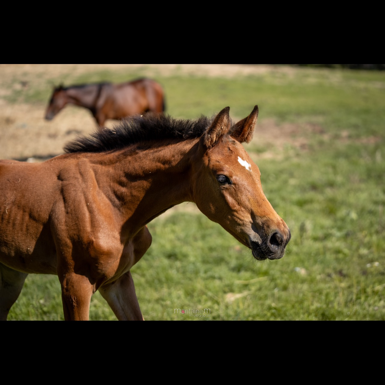 Image de l'annonce Foal Male Eldorado Van de Zeshoek x Nabab de Reve x Carthago