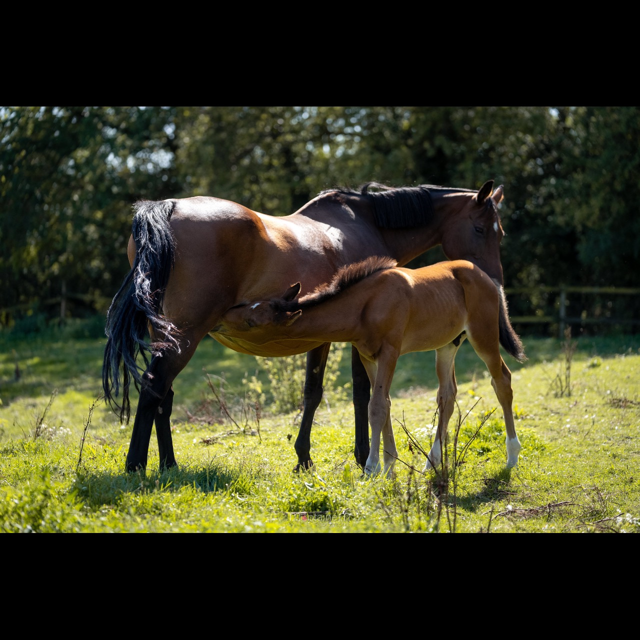 Image de l'annonce Foal Male Eldorado Van de Zeshoek x Nabab de Reve x Carthago