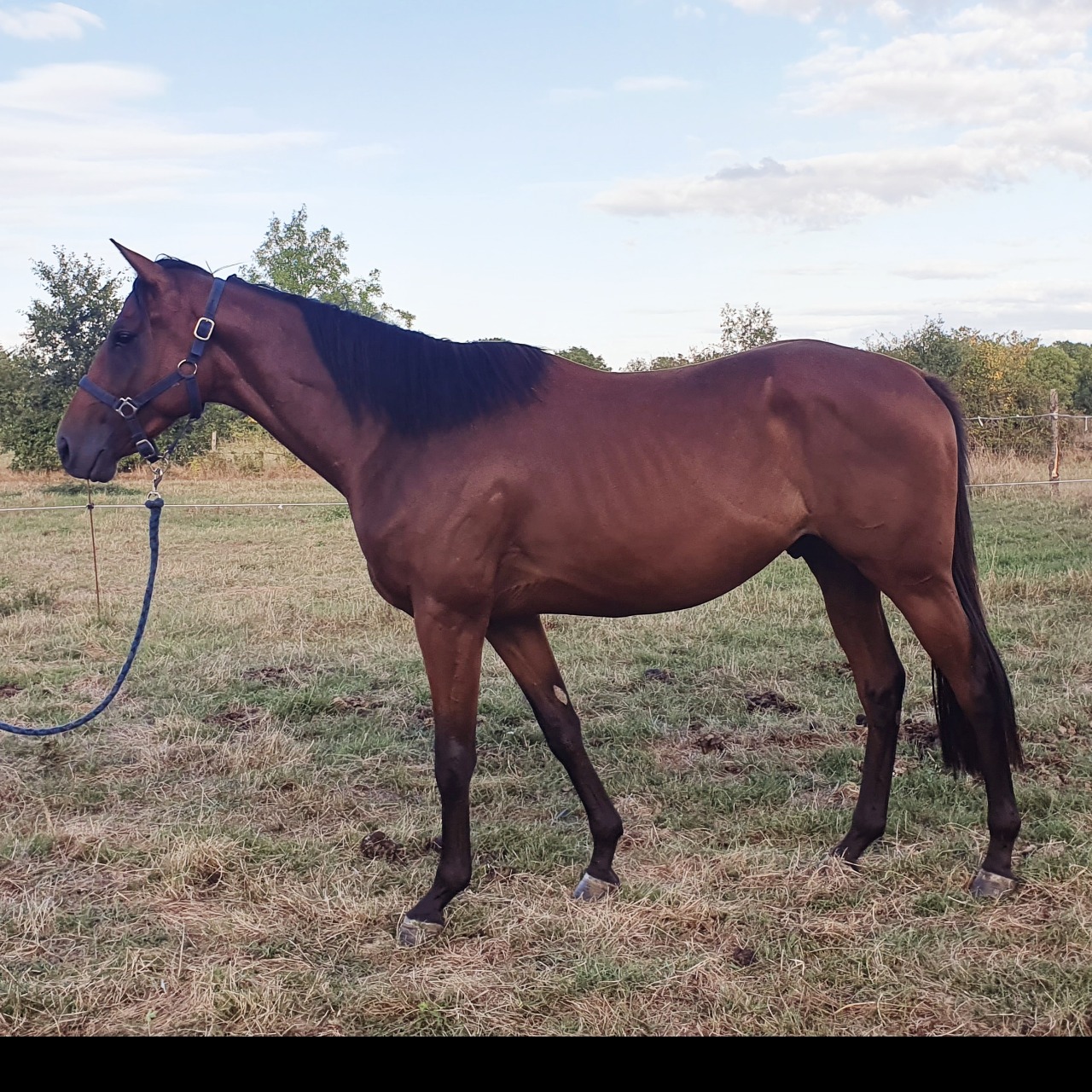 Image de l'annonce Pur sang 