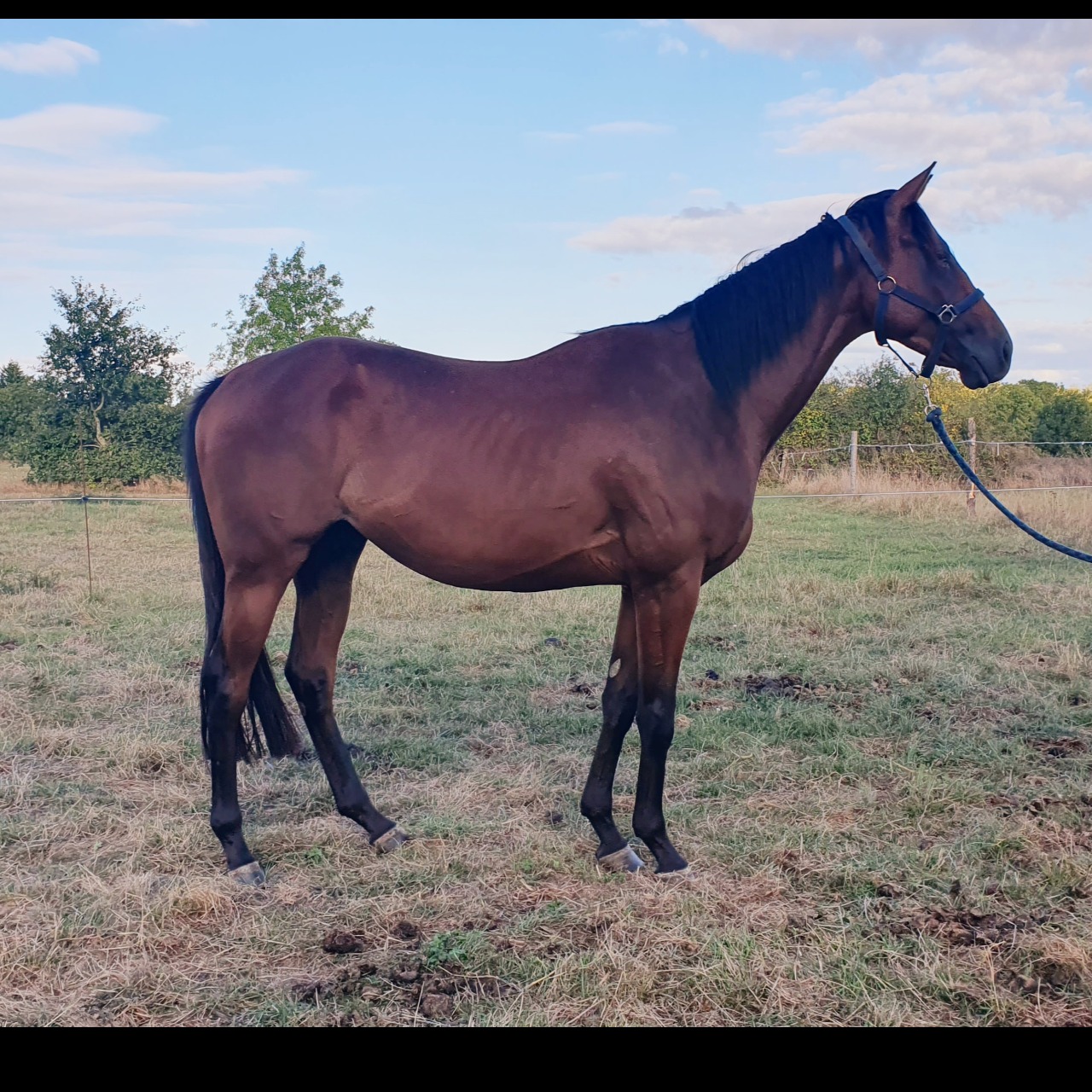 Image de l'annonce Pur sang 