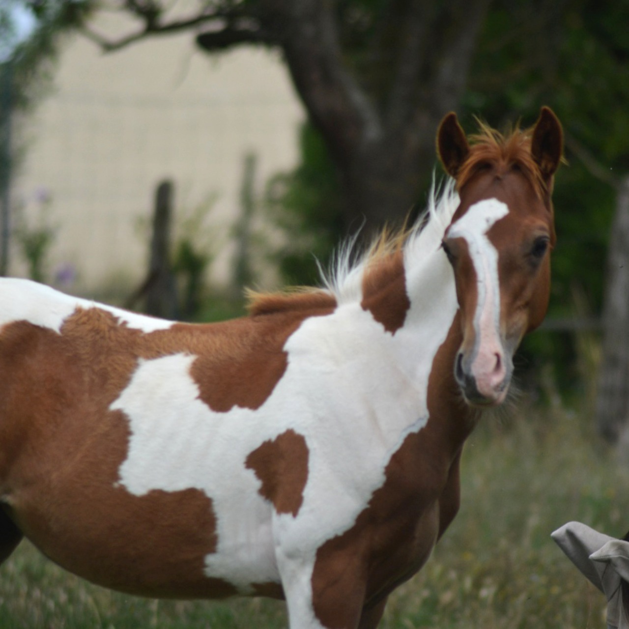 Image de l'annonce Poulain Paint Horse