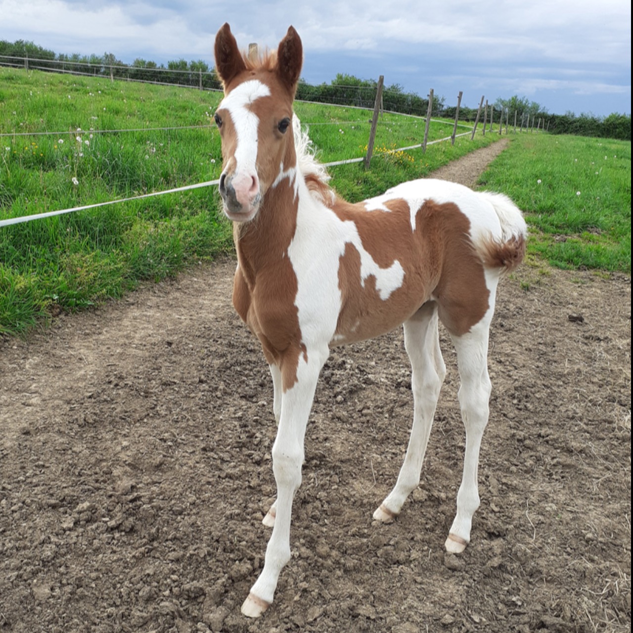 Image de l'annonce Poulain Paint Horse