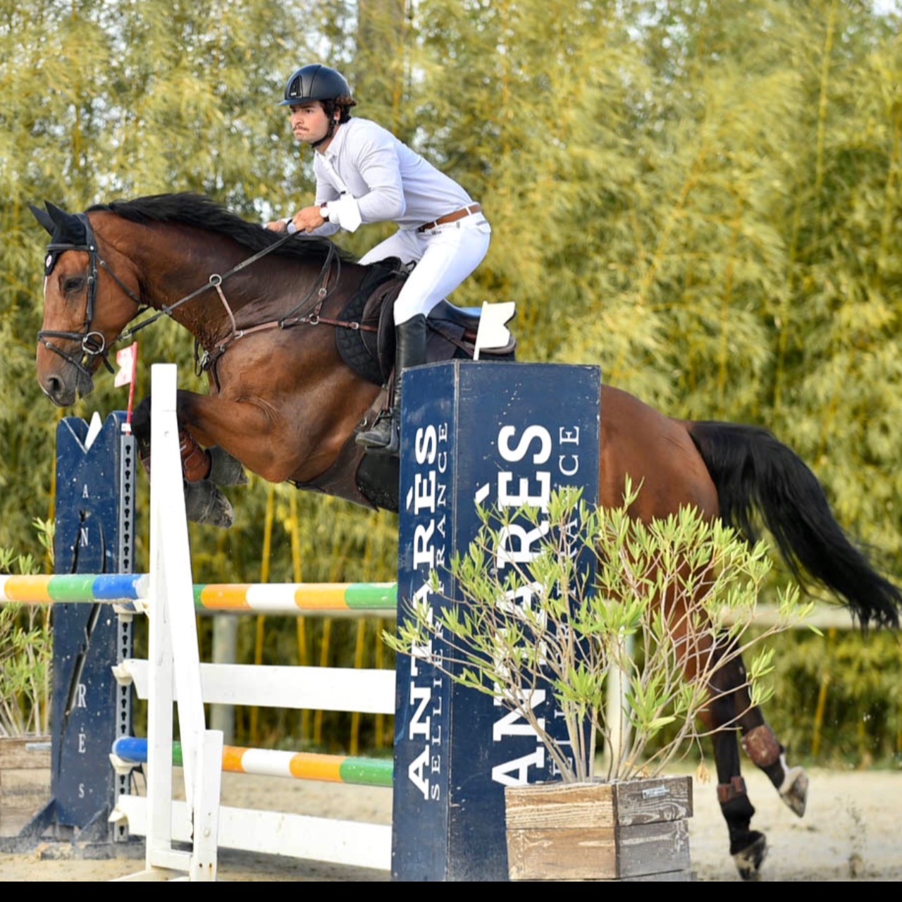 Image de l'annonce hongre ZANGERSHEIDE, CAIUS JULIUS CAESAR Z (Clinton x Magic Darco), 11ans, 1,75m.