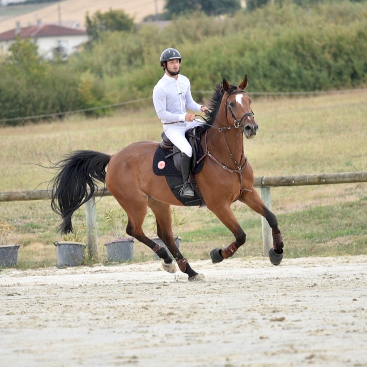 Image de l'annonce hongre ZANGERSHEIDE, CAIUS JULIUS CAESAR Z (Clinton x Magic Darco), 11ans, 1,75m.