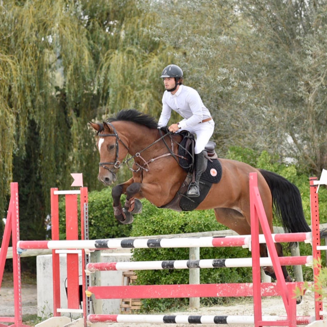 Image de l'annonce hongre ZANGERSHEIDE, CAIUS JULIUS CAESAR Z (Clinton x Magic Darco), 11ans, 1,75m.