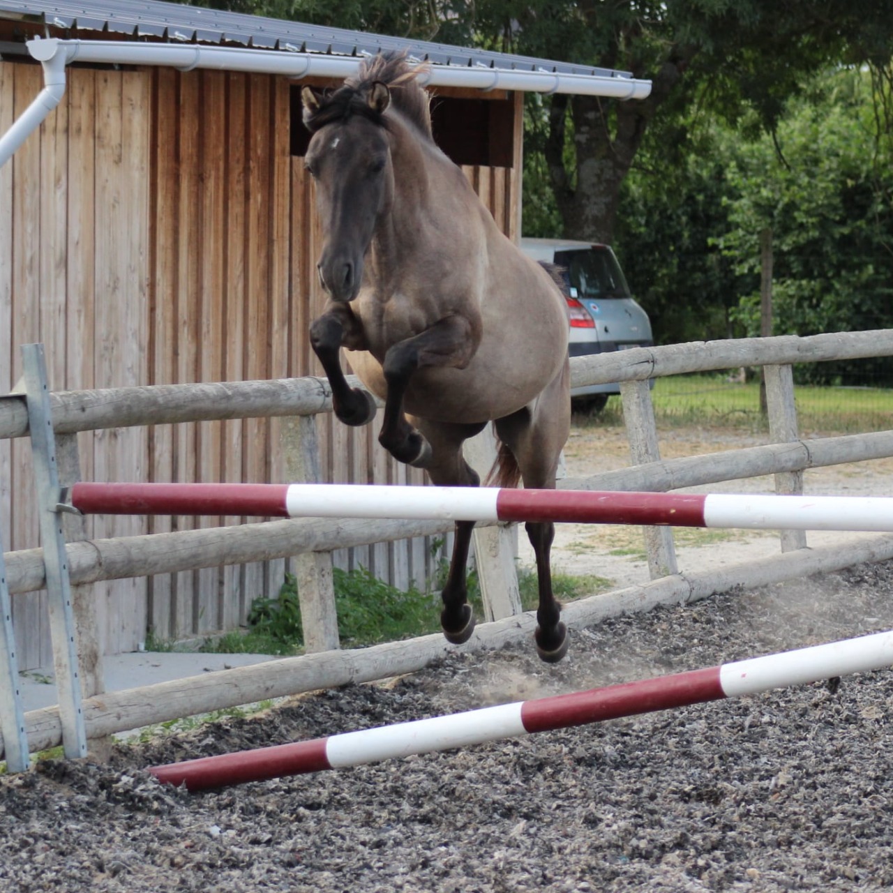 Image de l'annonce Ponette OC de 3 ans A VENDRE 