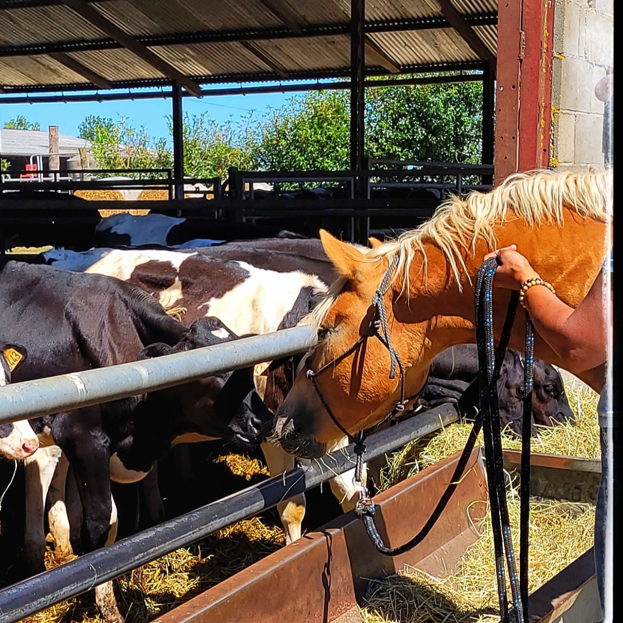 Image de l'annonce Haflinger 