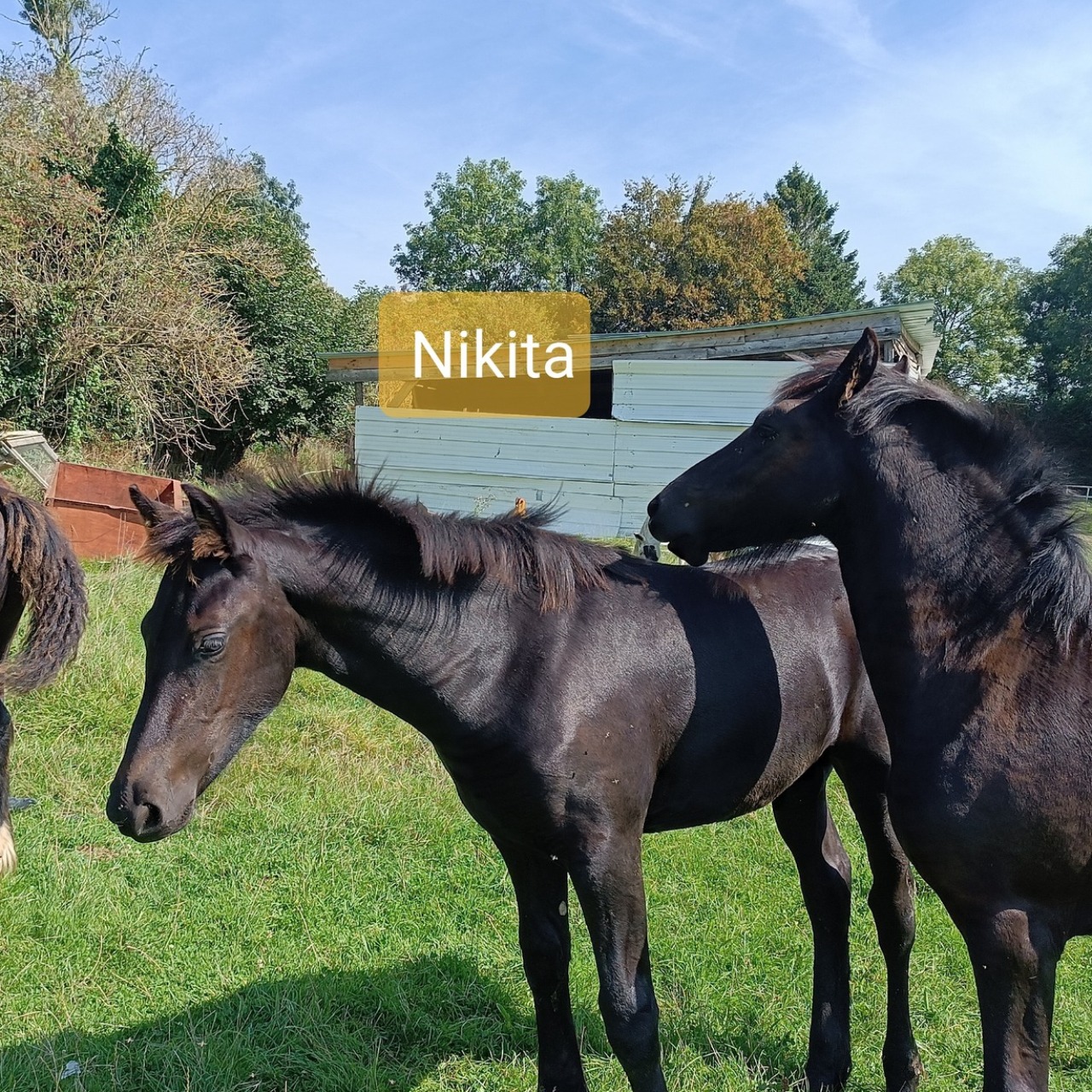 Image de l'annonce pouliche frison 5 mois