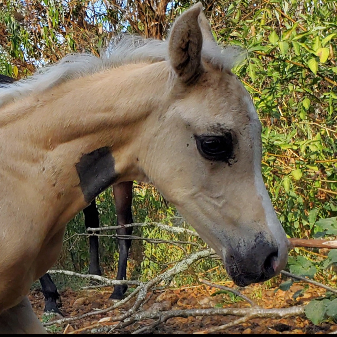 Image de l'annonce Poulain palomino dsa