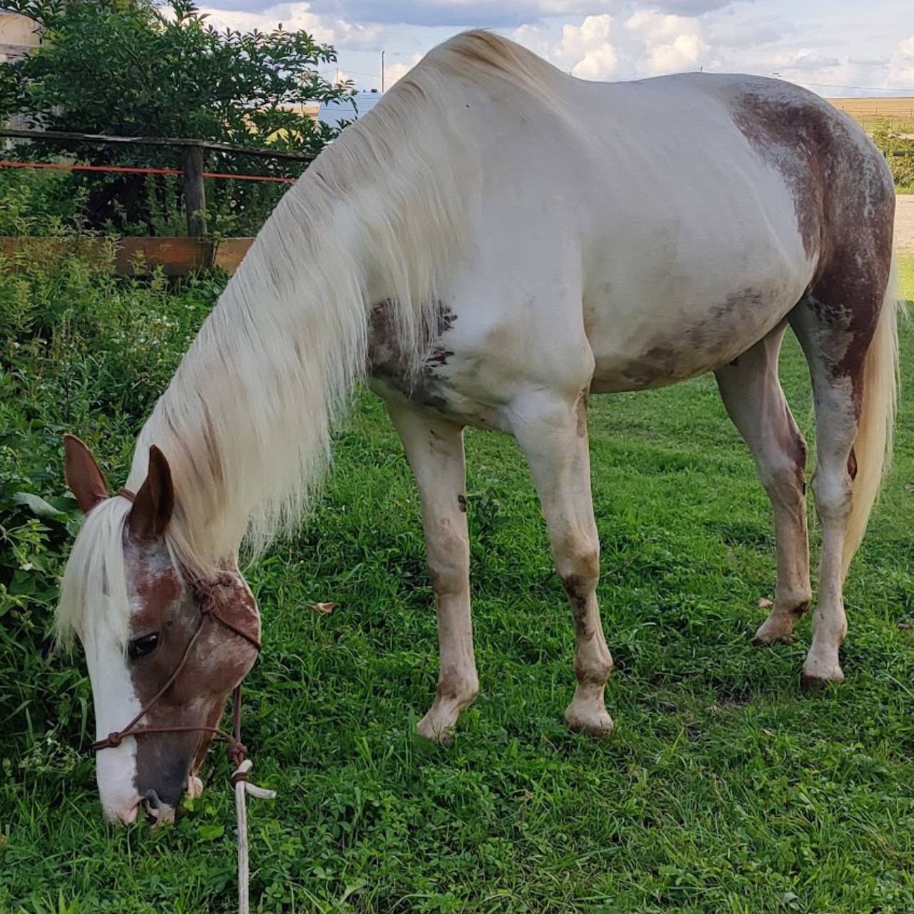Image de l'annonce Superbe poulinière pleine, père quarter horse pp