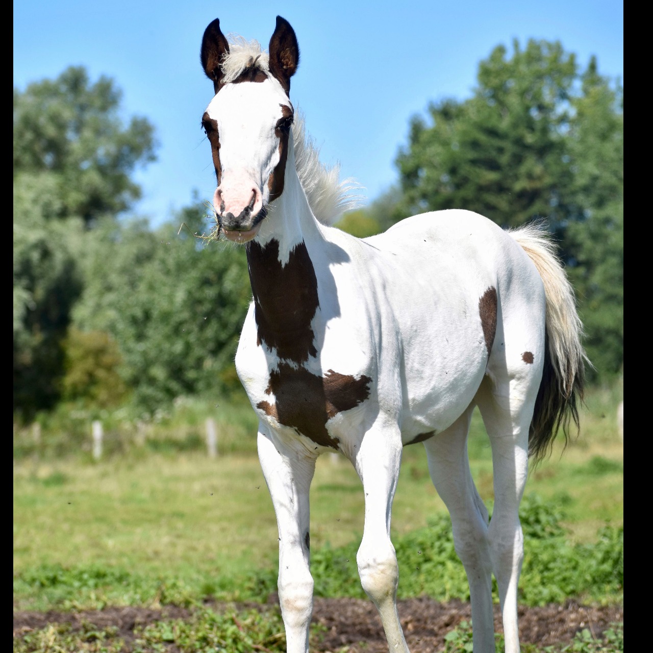 Image de l'annonce Magnifique pouliche demi sang arabe
