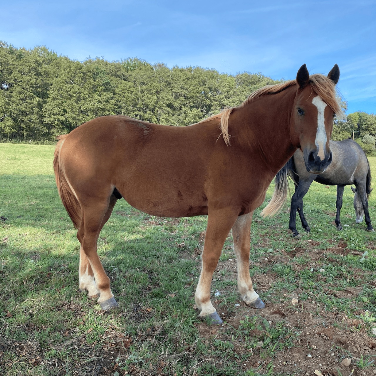 Image de l'annonce Poney de loisir