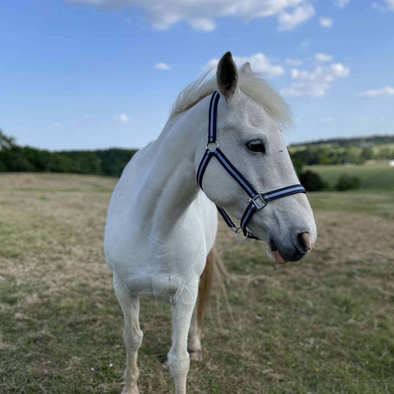 Image de l'annonce Jument à vendre 