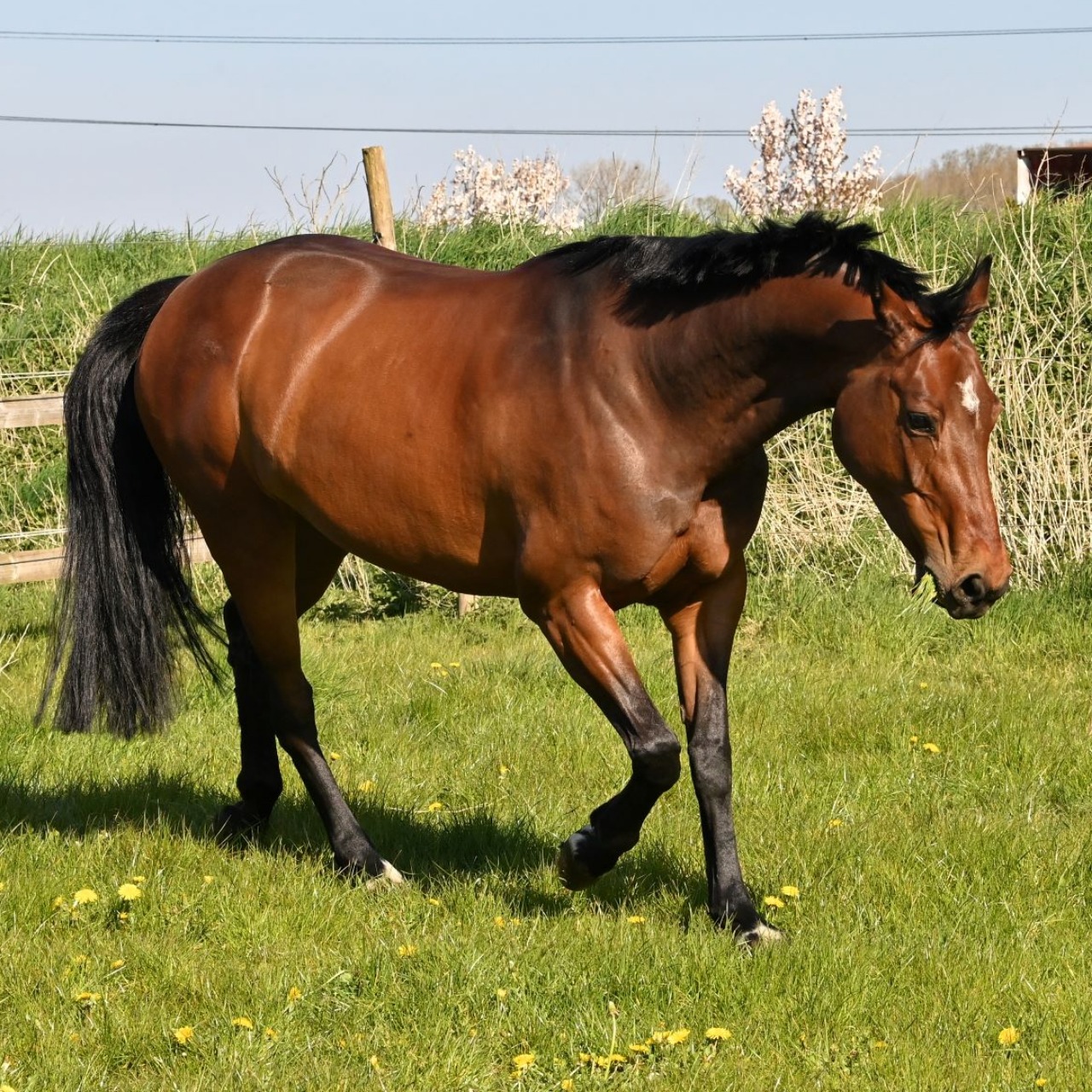 Image de l'annonce Jument SF 12 ans loisir/élevage