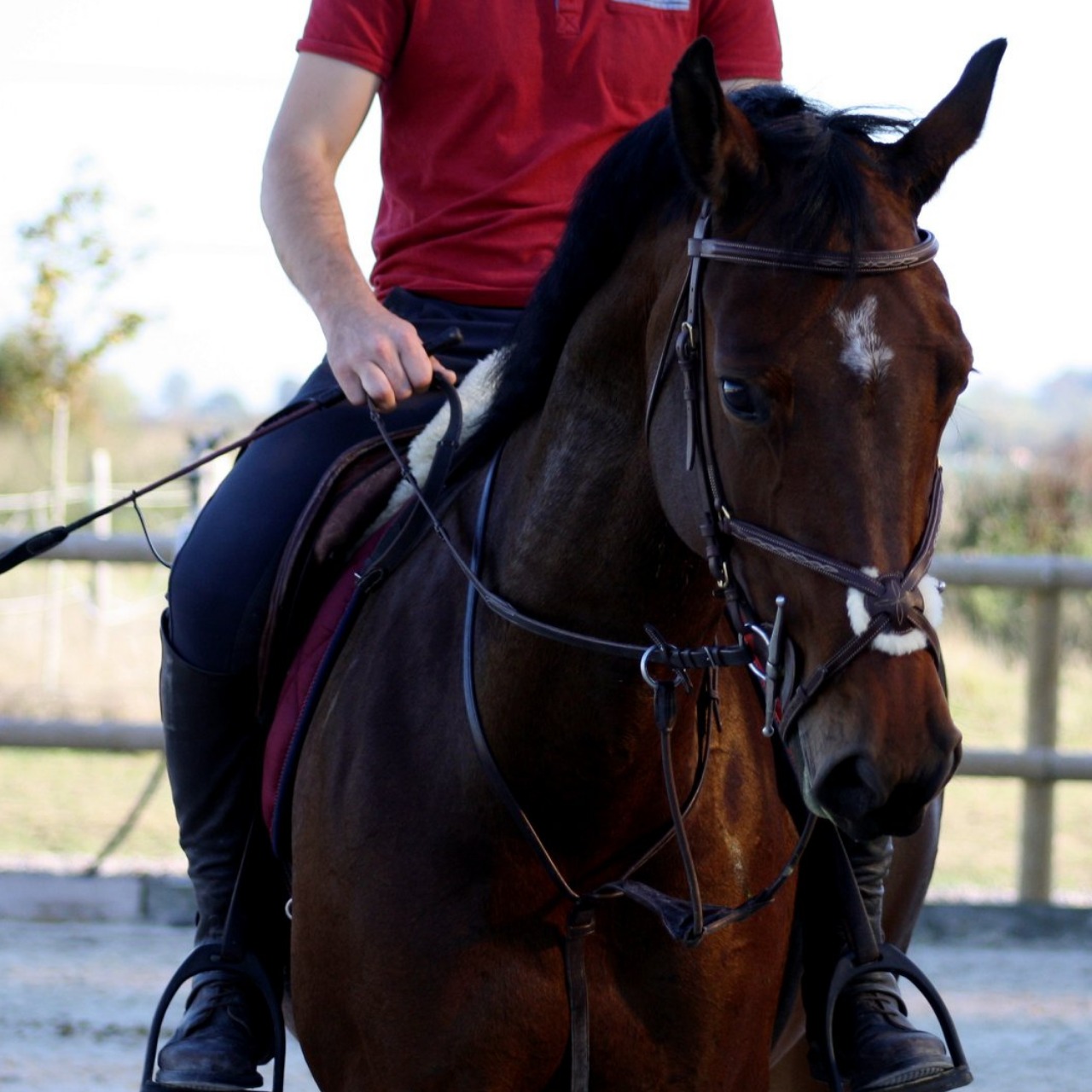 Image de l'annonce Jument SF 12 ans loisir/élevage