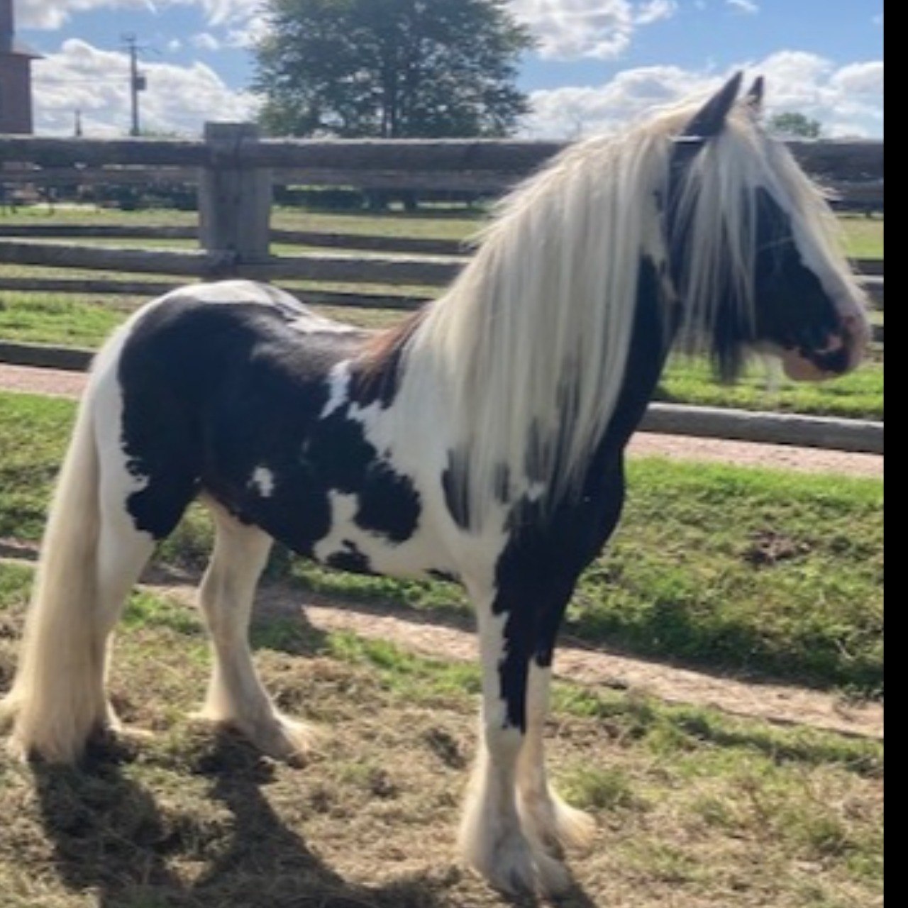 Image de l'annonce JOLI PONEY TINKER HORSE