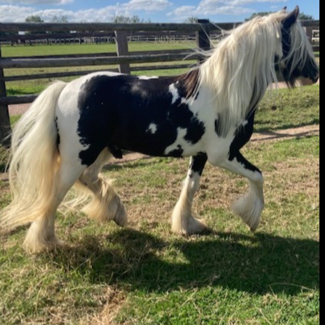 Image de l'annonce JOLI PONEY TINKER HORSE