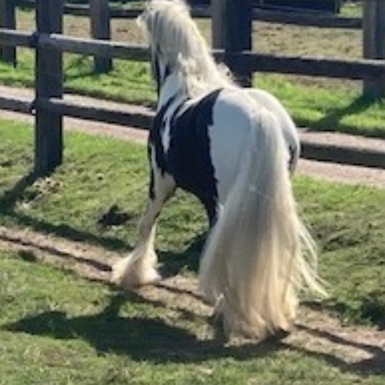 Image de l'annonce JOLI PONEY TINKER HORSE