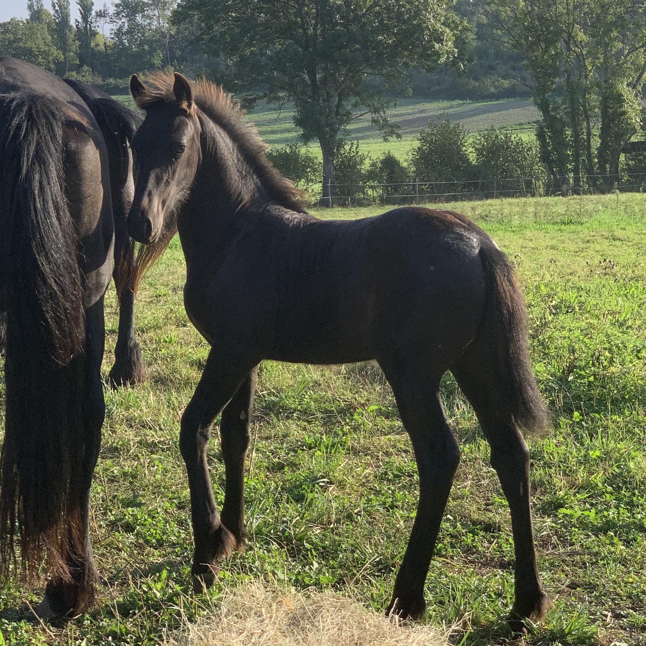 Image de l'annonce Pouliche Frisonne