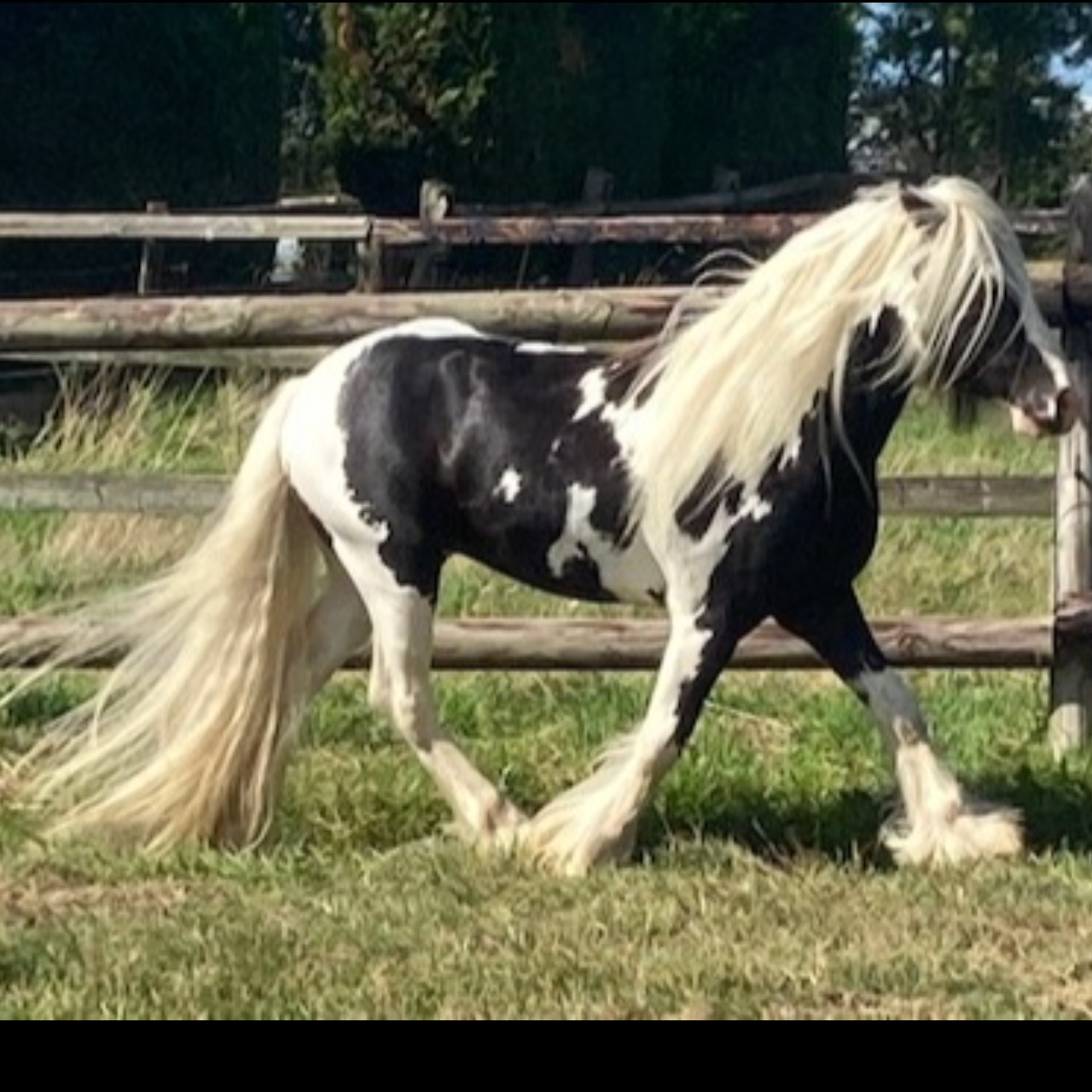 Image de l'annonce Poney Tinker horse 