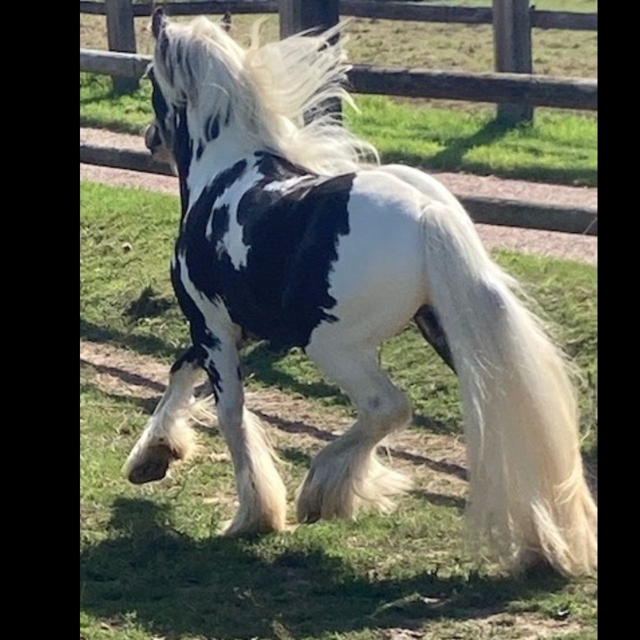 Image de l'annonce Poney Tinker horse 