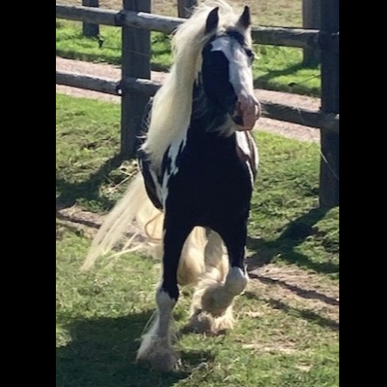 Image de l'annonce Poney Tinker horse 