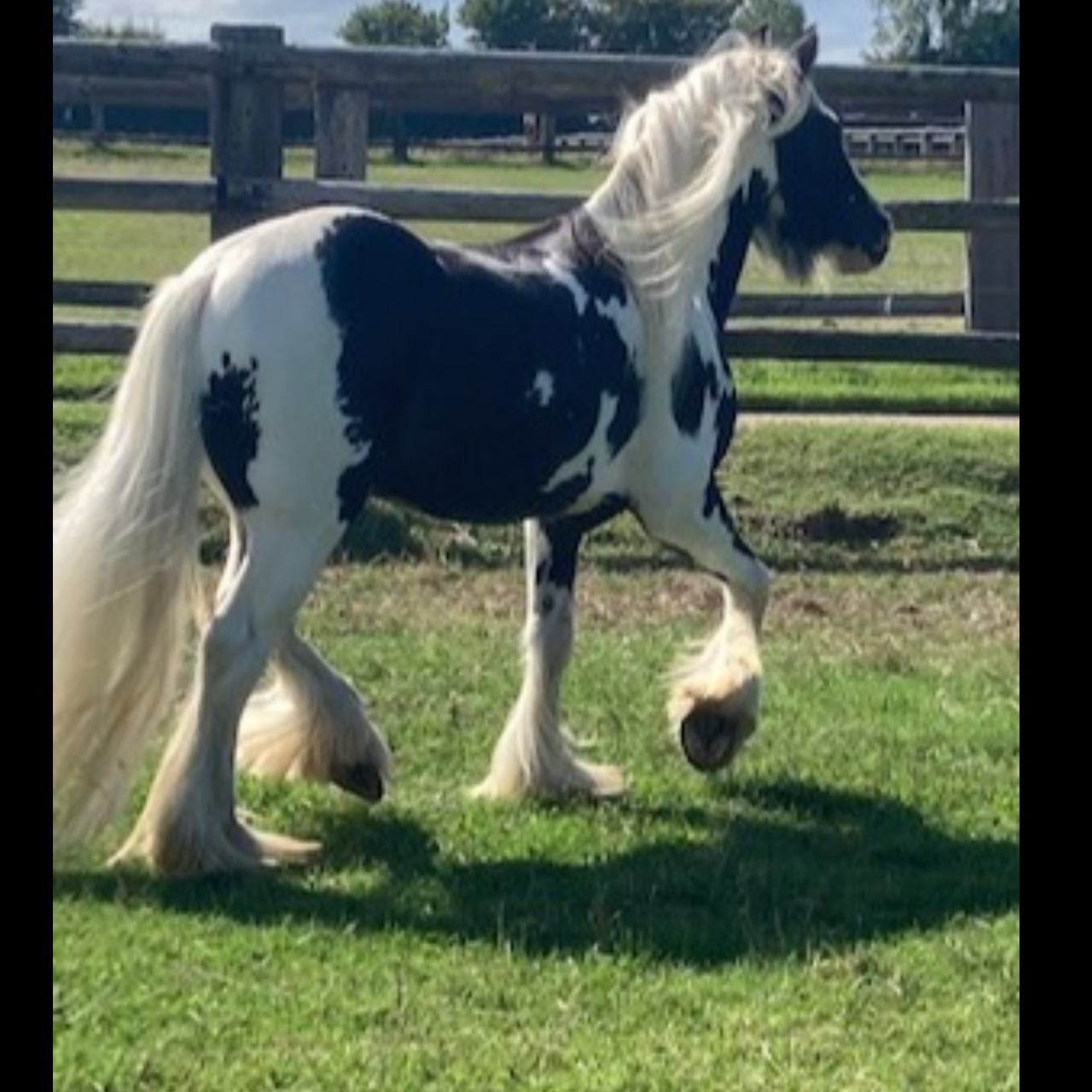 Image de l'annonce Poney Tinker horse 